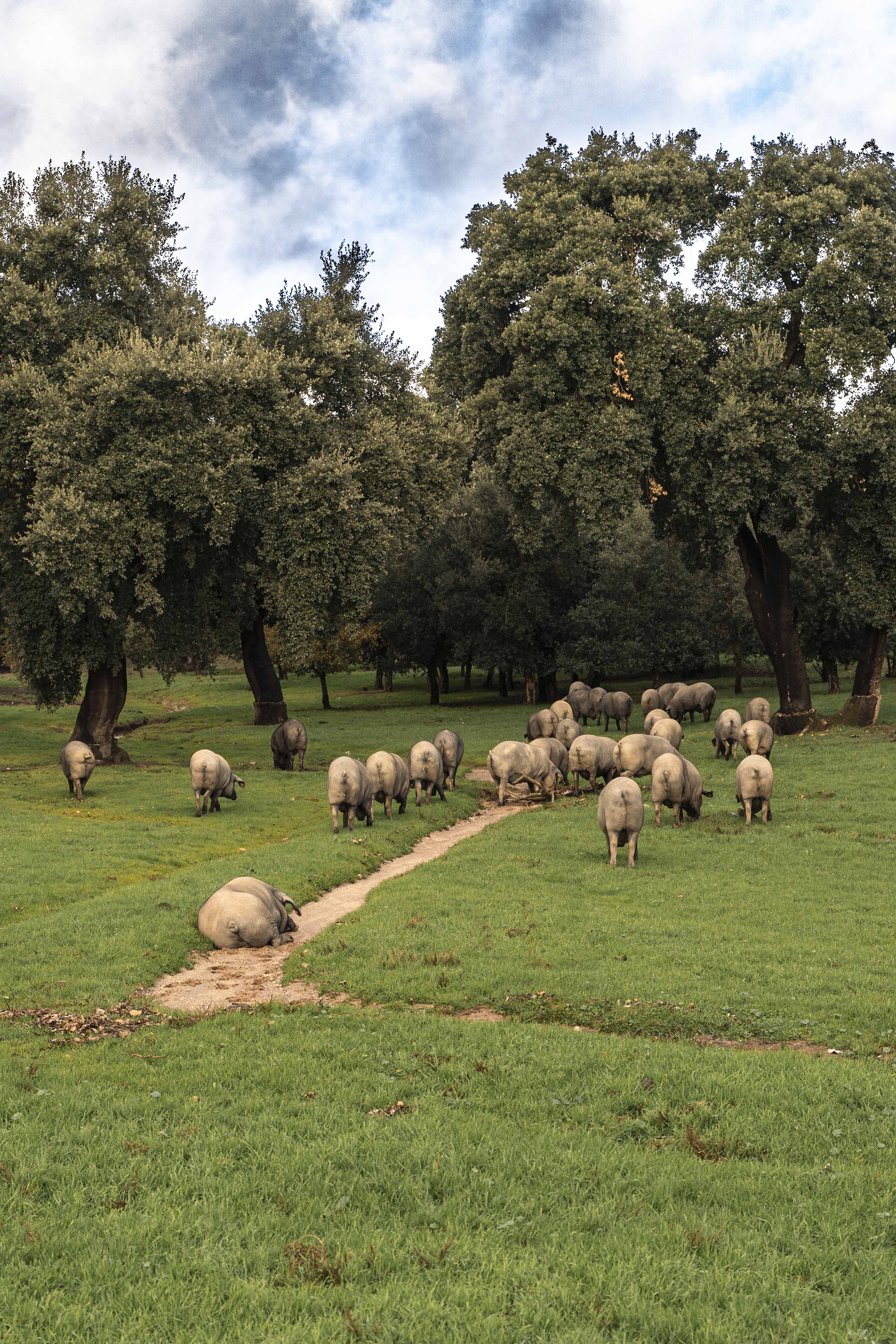 El proceso de elaboración del Jamón de Bellota