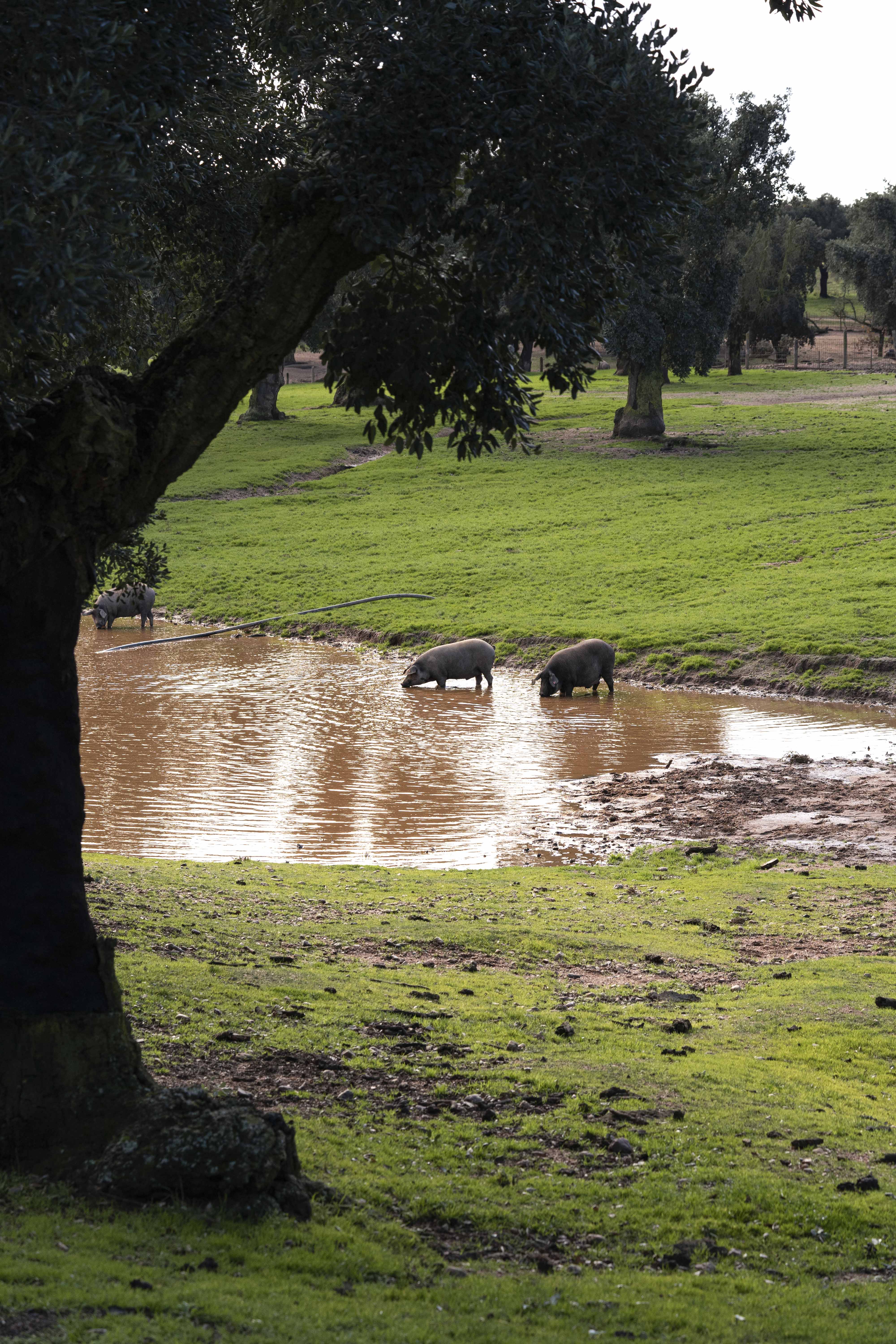 ¿Cómo se caracteriza el bienestar animal y la ganadería extensiva en la dehesa?