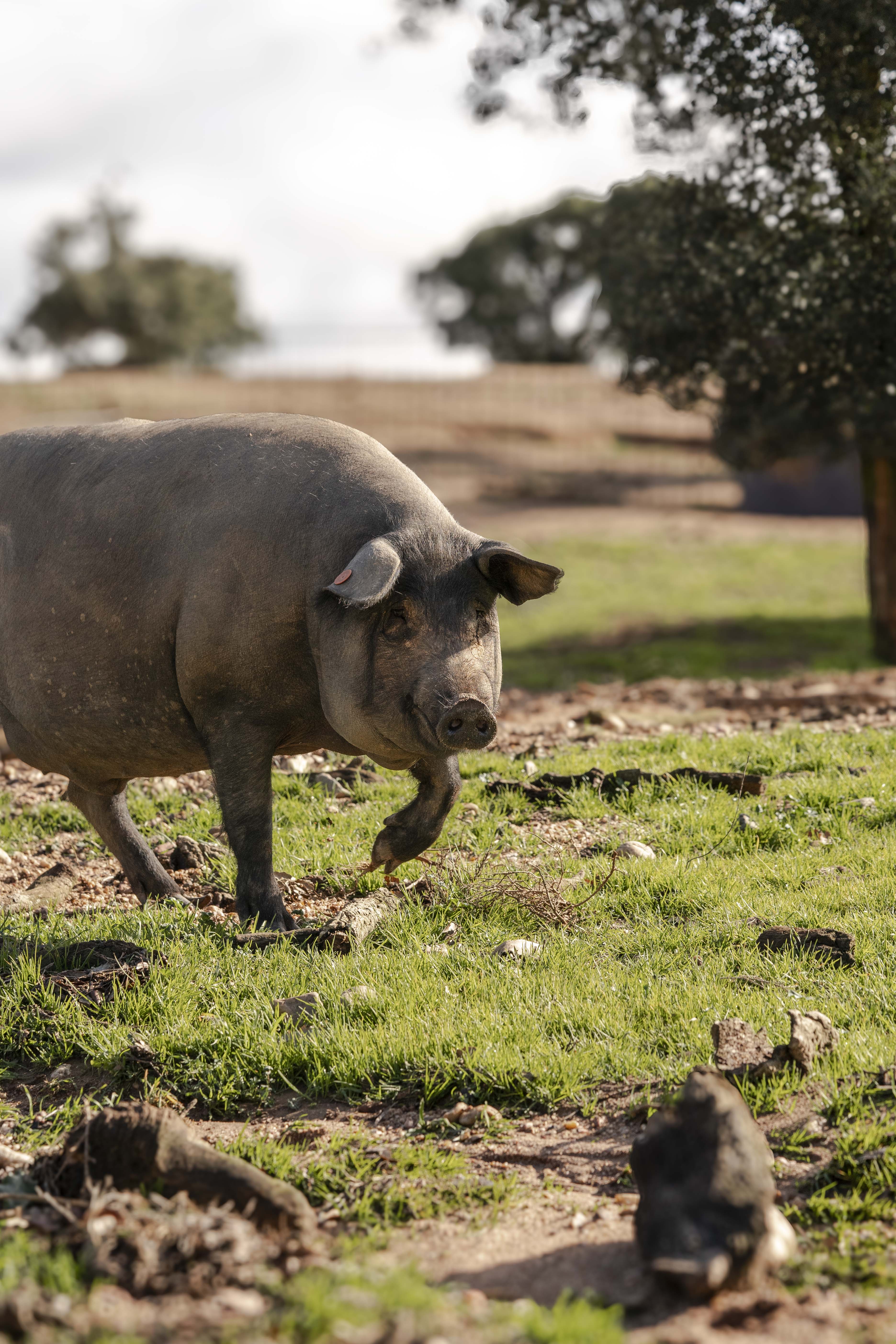 Cómo el jamón se convirtió en un símbolo cultural en España