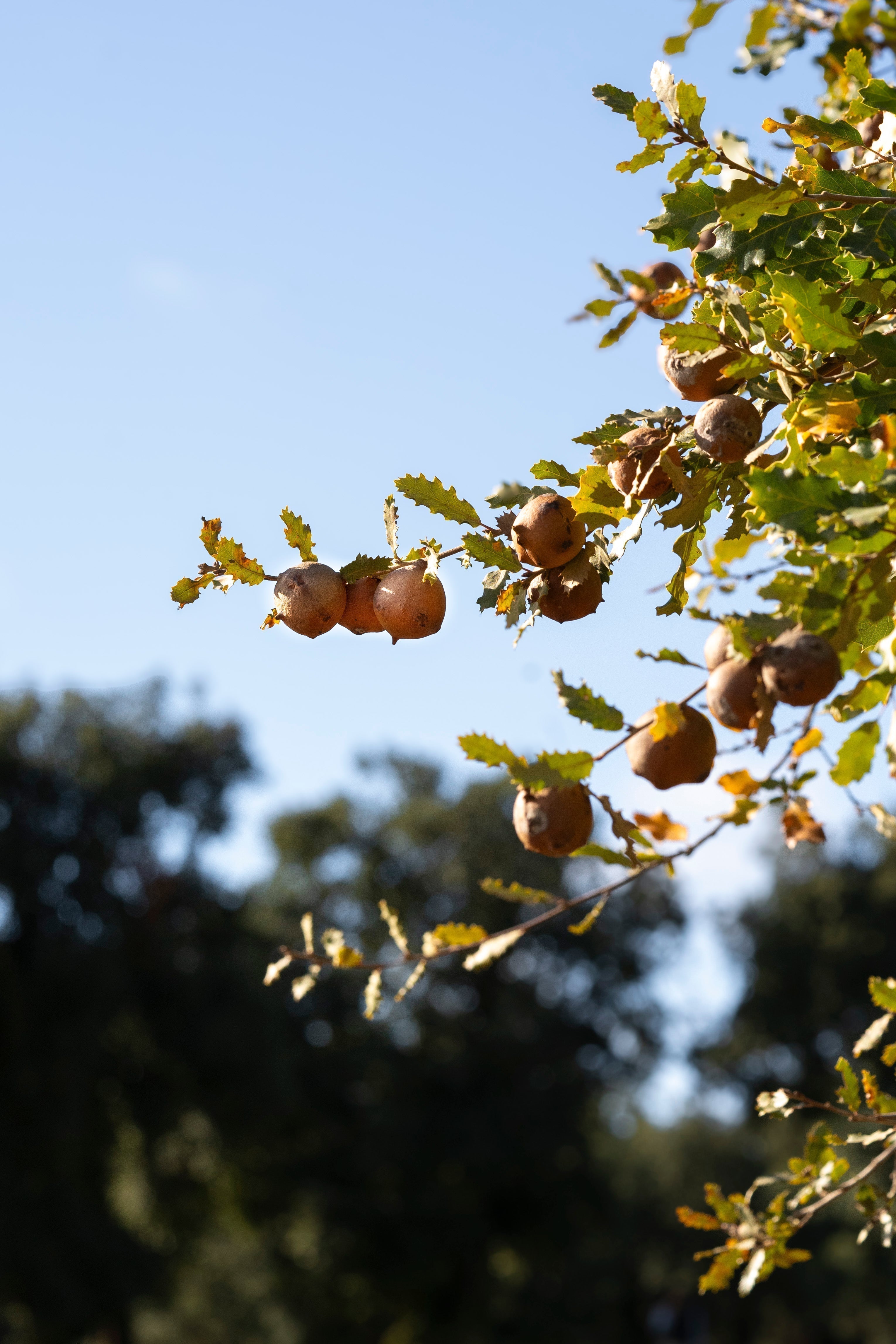 La Montanera en la Dehesa Salmantina