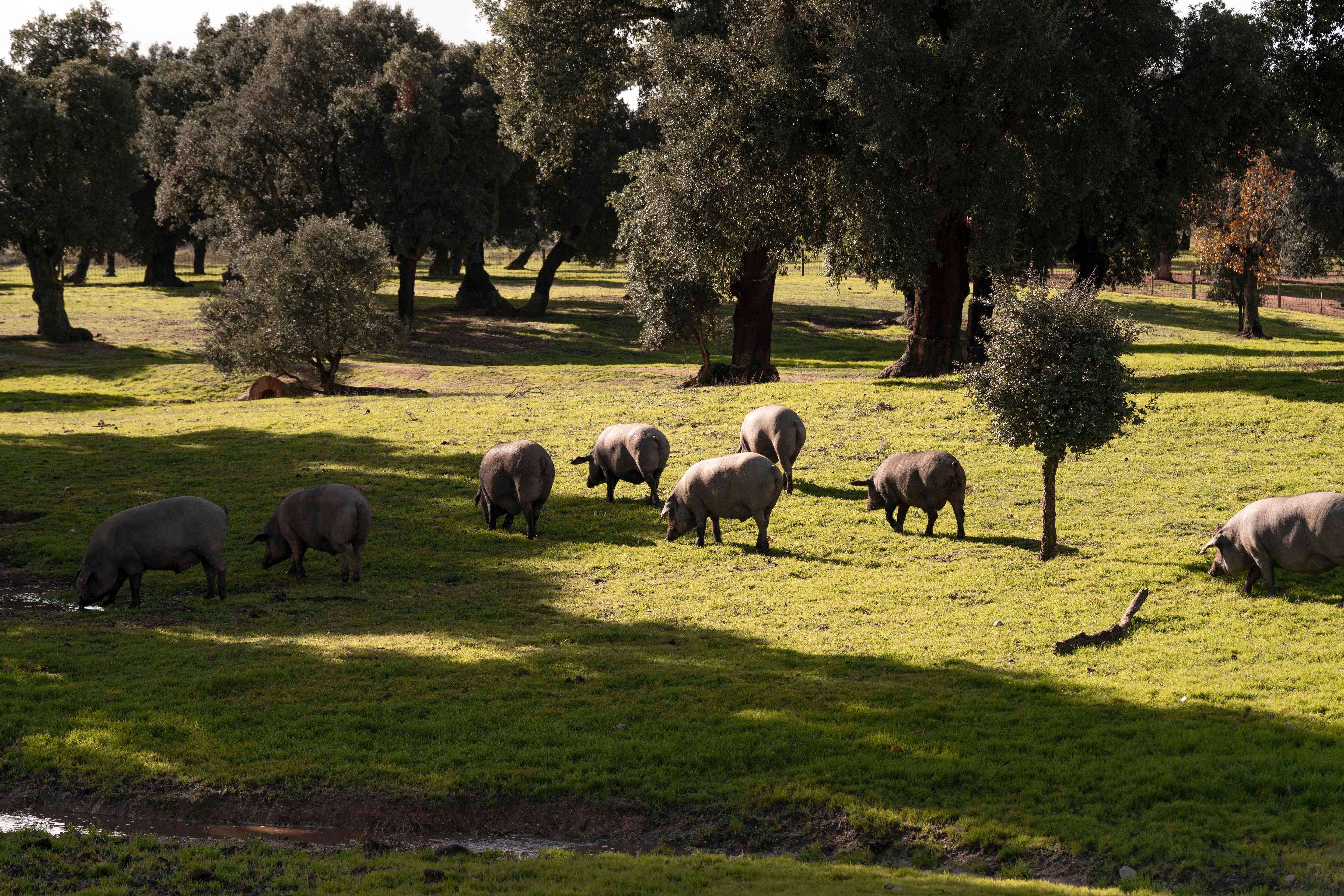 image représentant la dehesa. La dehesa est le champ de chênes et de paturages dans lequel les cochons ibériques de bellota LOLO vivent pendant la période de la montanera