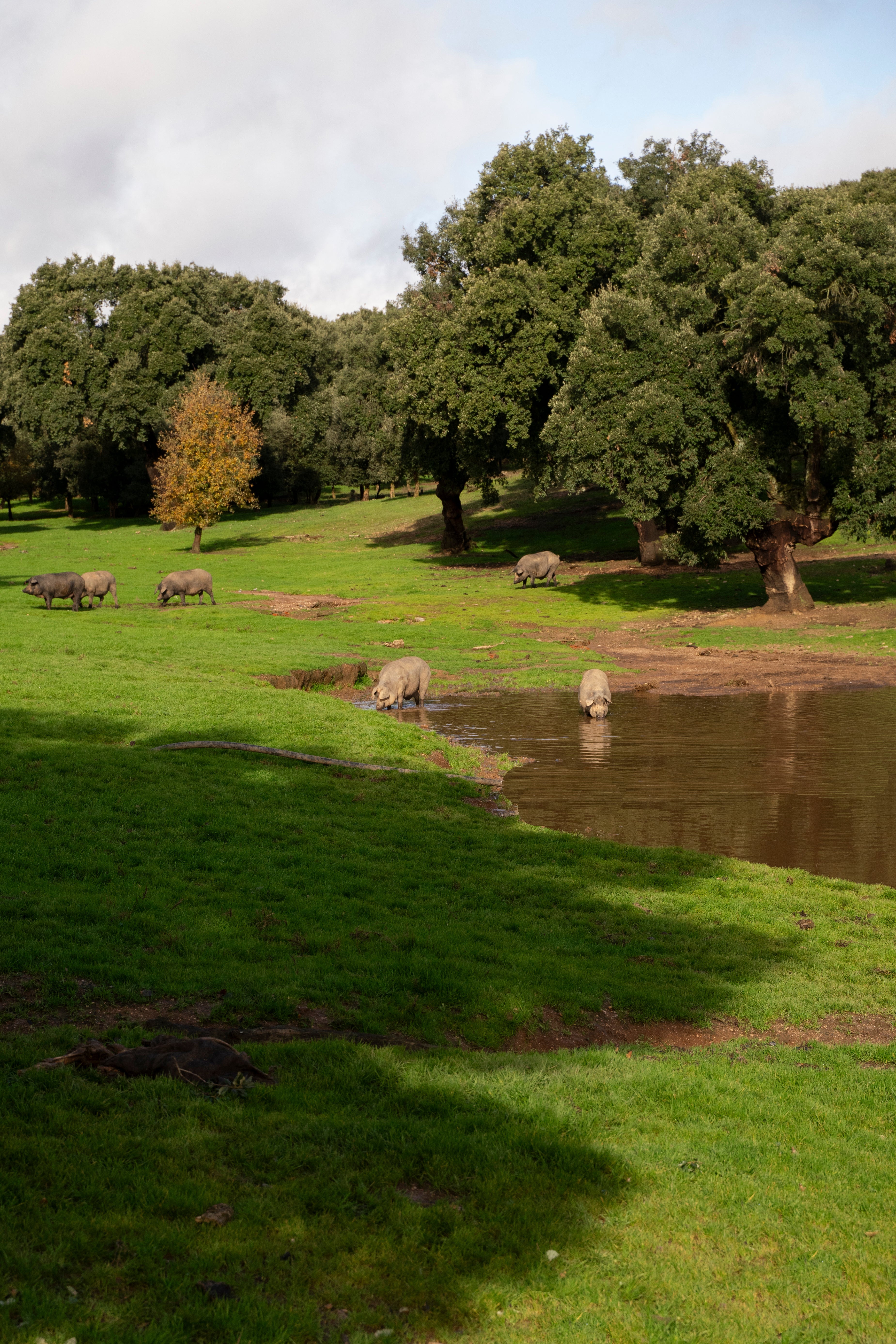 Les cochons ibériques LOLO qui sont en liberté dans le champ de chênes et de pâturages. Certains se baignent et d'autres marchent
