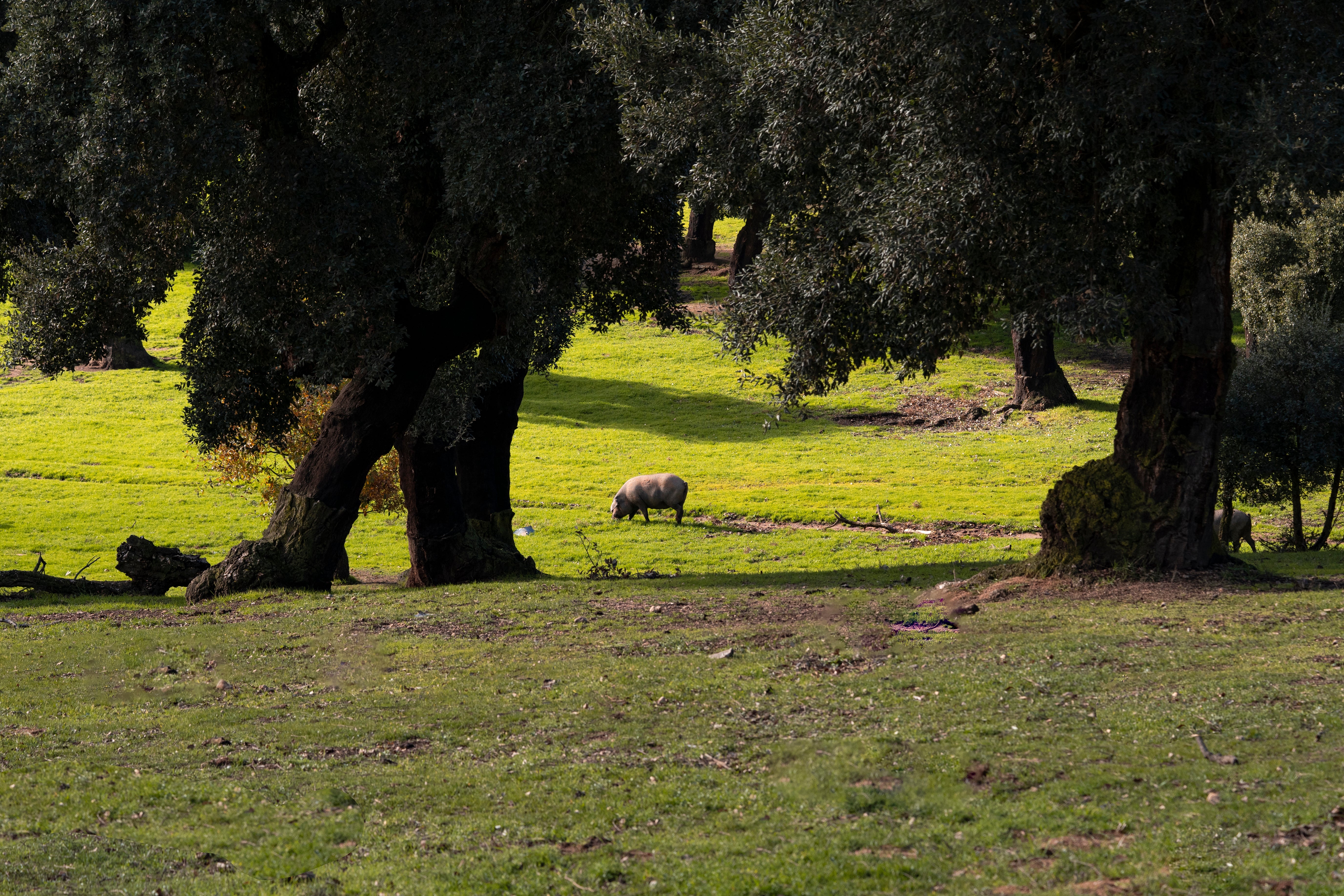 Un cochon ibérique LOLO dans la dehesa qui est le champ de chênes et de pâturages ou vivent les cochons 100% ibérique de bellota LOLO
