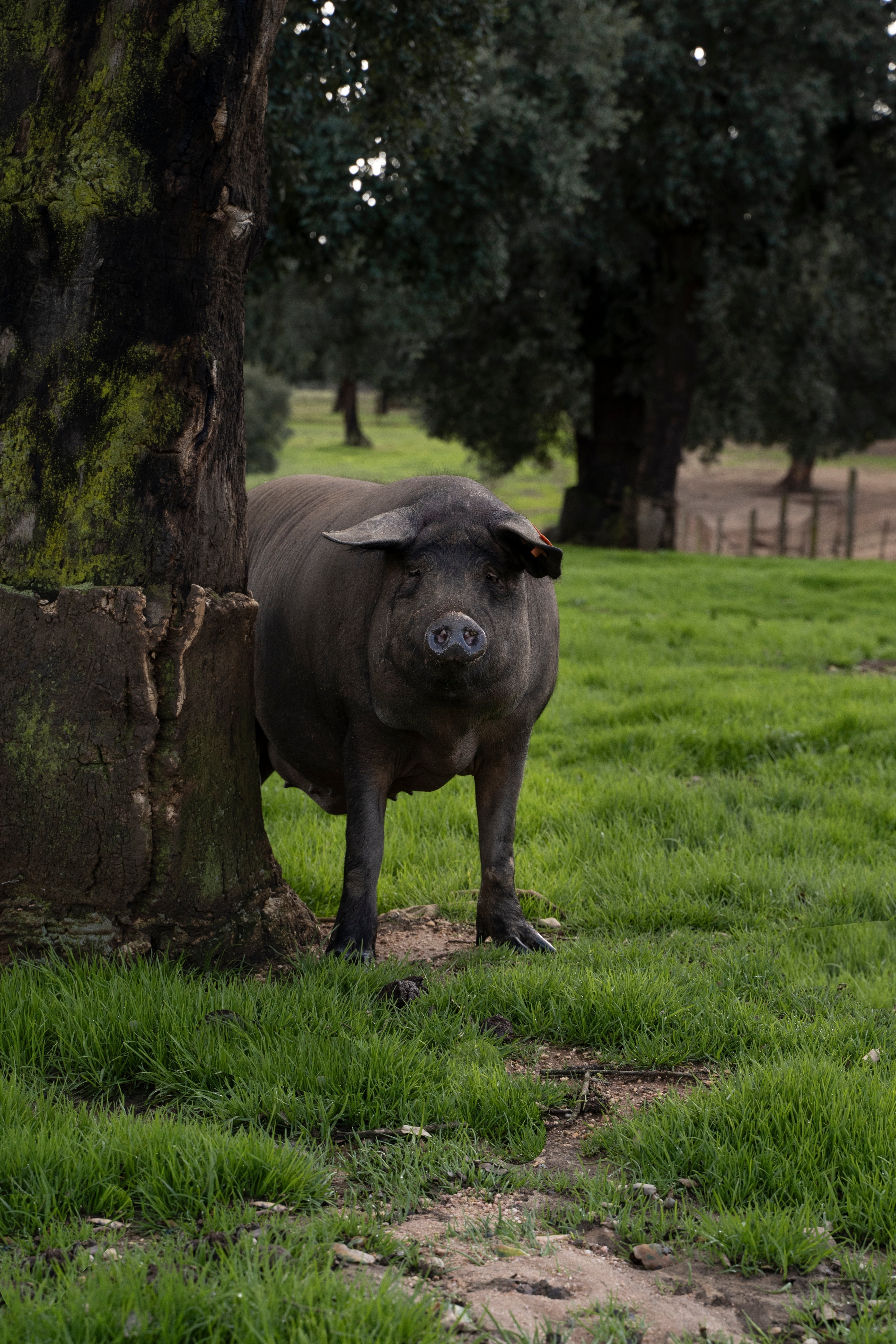 ¿Cuáles son las regiones productoras y el origen del jamón ibérico?
